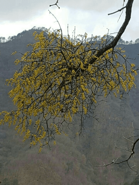 Korean mistletoe (gyeousari) growing on a tree branch